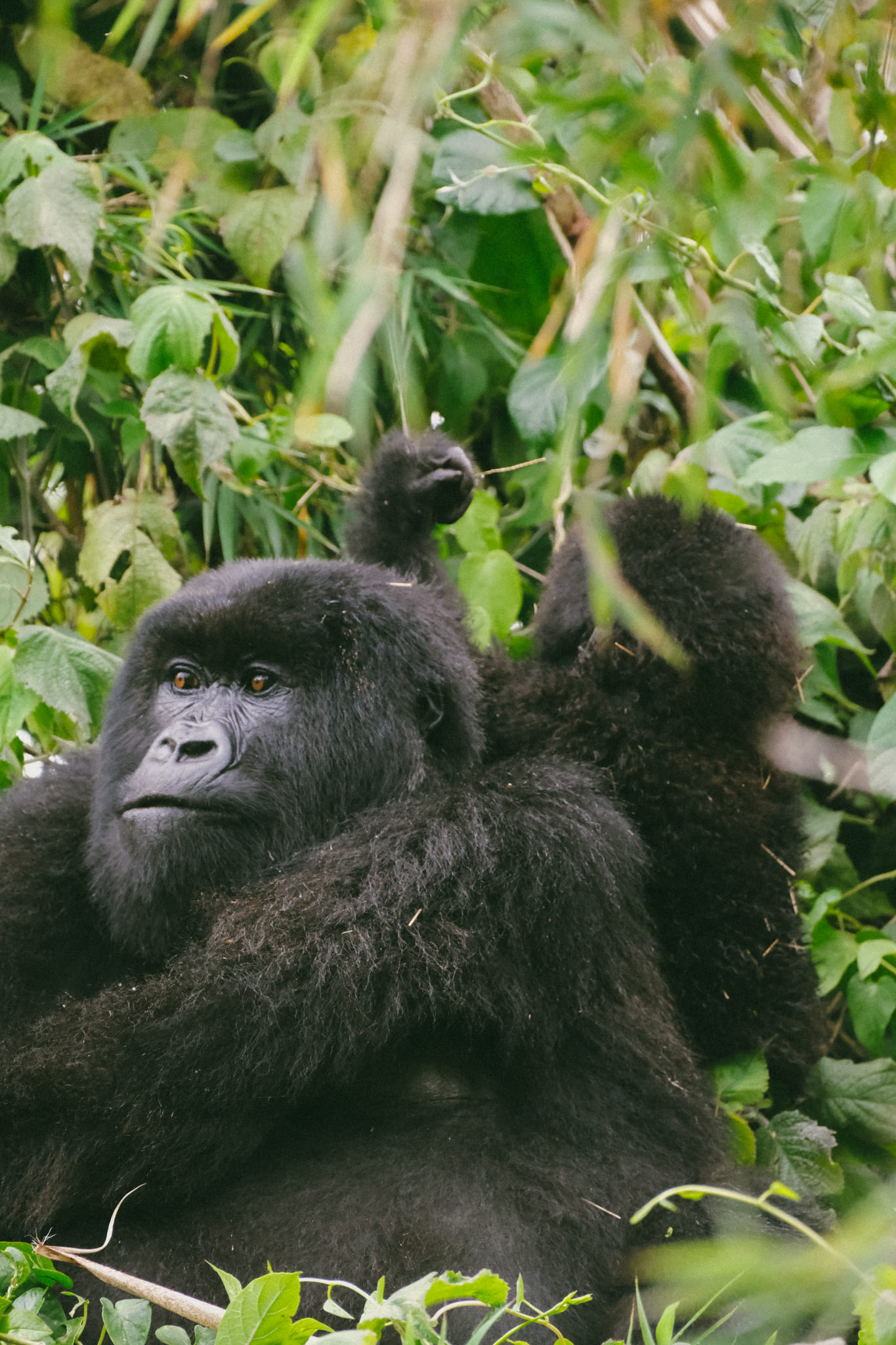 Nuestra experiencia con gorilas en Rwanda